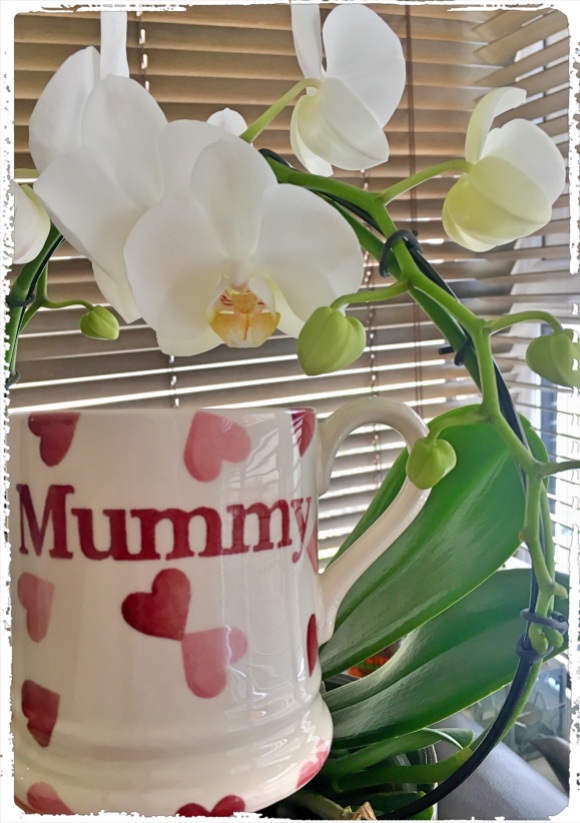 My infinity orchid & Emma Bridgewater mug