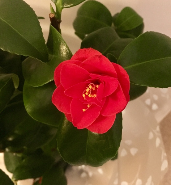 Beautiful camellia from Grandad
